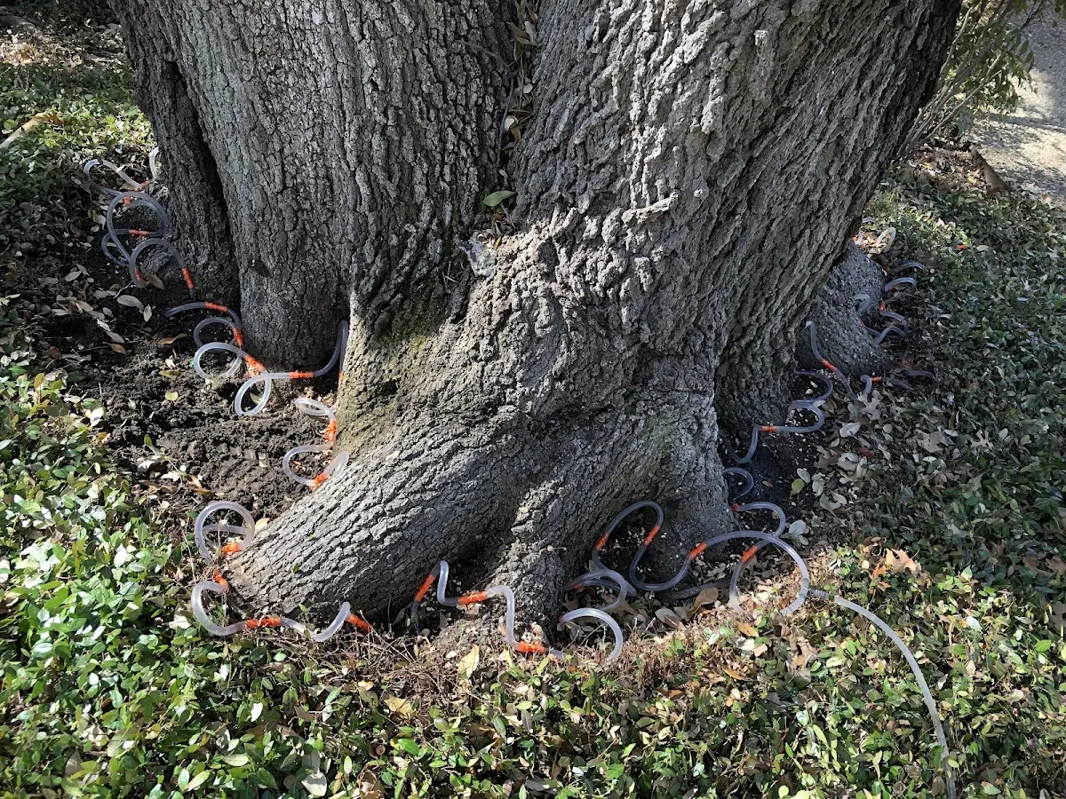 Detailed Tree Cabling and Bracing job site in Mule Creek