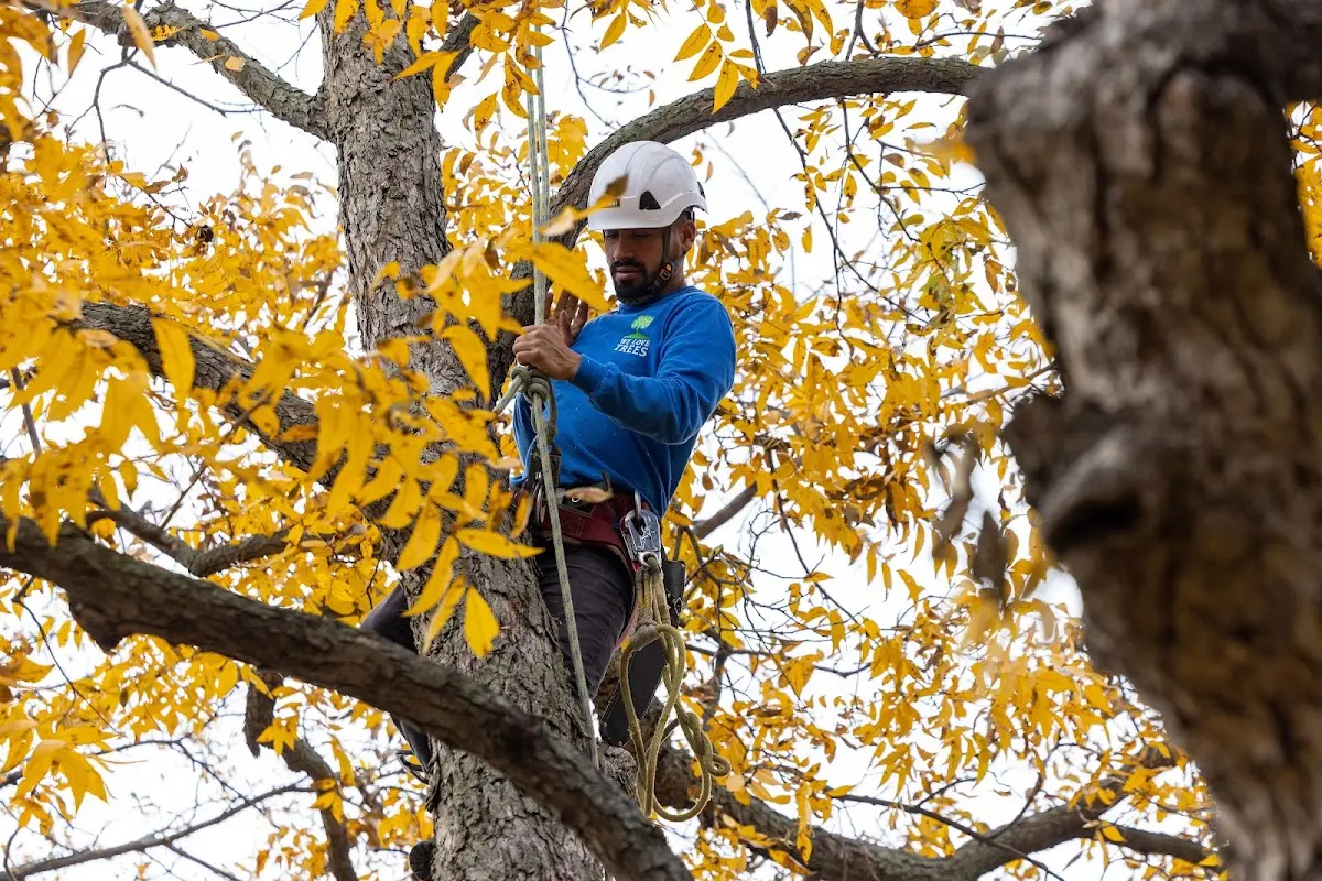 Skilled Tree Pruning crew working in Mule Creek